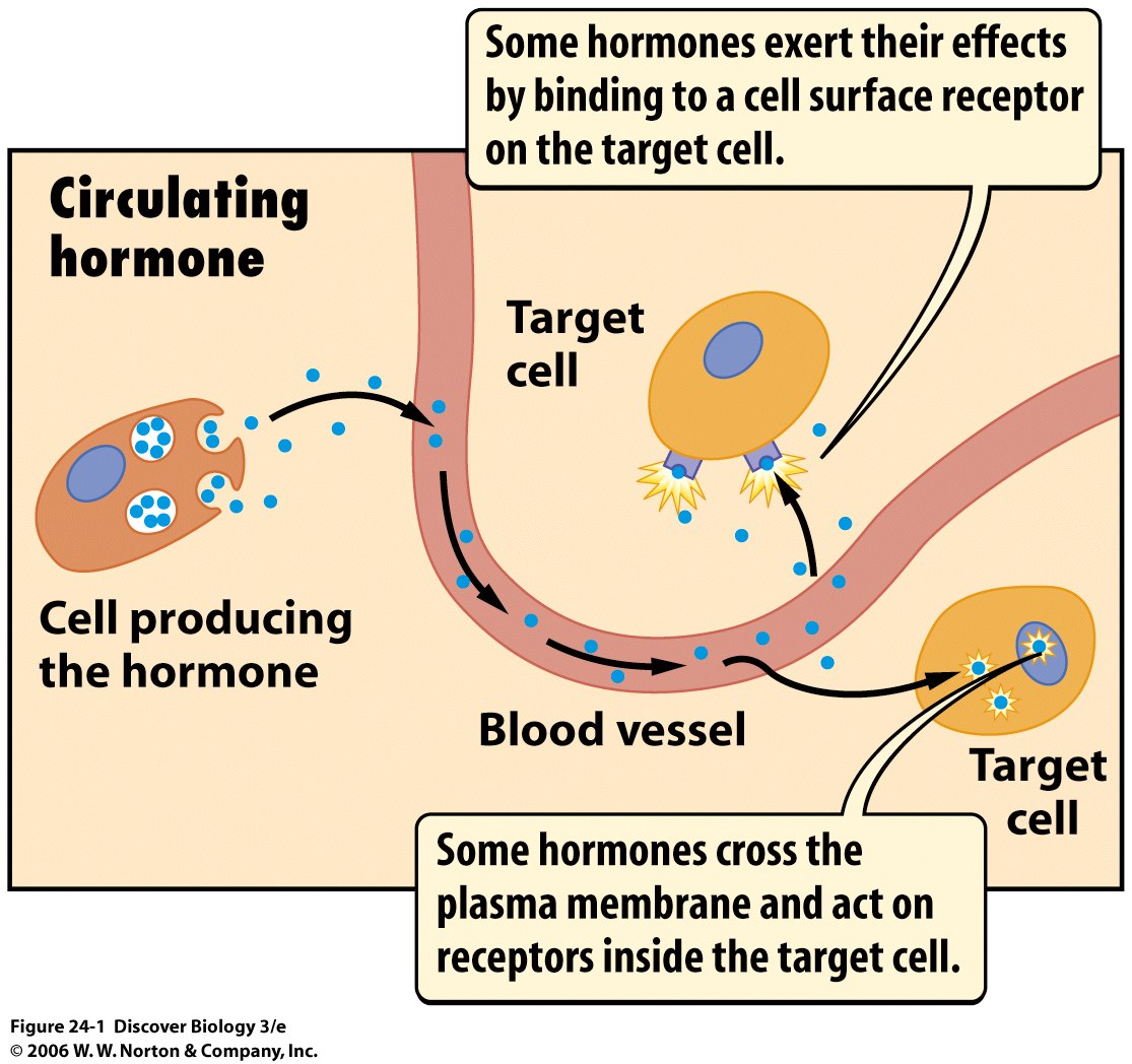 What Hormones Are Released In Early Pregnancy